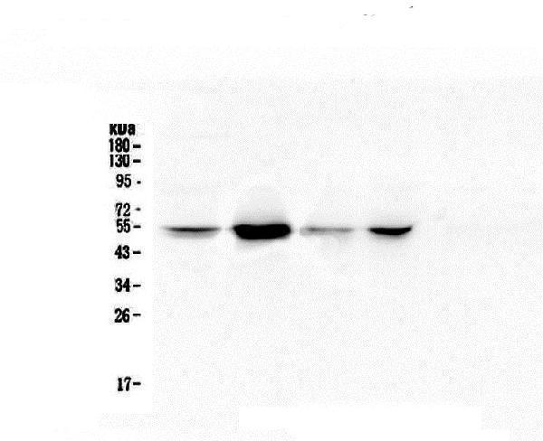 M02702 1 RbAp48 primary antibodies WB testing 3