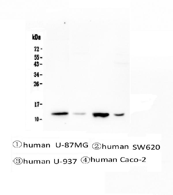 Western blot analysis of Stefin B using anti-Stefin B antibody (M02794). Electrophoresis was performed on a 5-20% SDS-PAGE gel at 70V (Stacking gel) / 90V (Resolving gel) for 2-3 hours. The sample well of each lane was loaded with 50ug of sample under reducing conditions. Lane 1: human U-87MG whole cell lysates, Lane 2: human SW620 whole cell lysates, Lane 3: human U-937 whole cell lysates, Lane 4: human Caco-2 whole cell lysates. After Electrophoresis, proteins were transferred to a Nitrocellulose membrane at 150mA for 50-90 minutes. Blocked the membrane with 5% Non-fat Milk/ TBS for 1.5 hour at RT. The membrane was incubated with mouse anti-Stefin B antigen affinity purified monoclonal antibody (Catalog # M02794) at 0.5 μg/mL overnight at 4°C, then washed with TBS-0.1%Tween 3 times with 5 minutes each and probed with a goat anti-mouse IgG-HRP secondary antibody at a dilution of 1:10000 for 1.5 hour at RT. The signal is developed using an Enhanced Chemiluminescent detection (ECL) kit (Catalog # EK1001) with Tanon 5200 system.