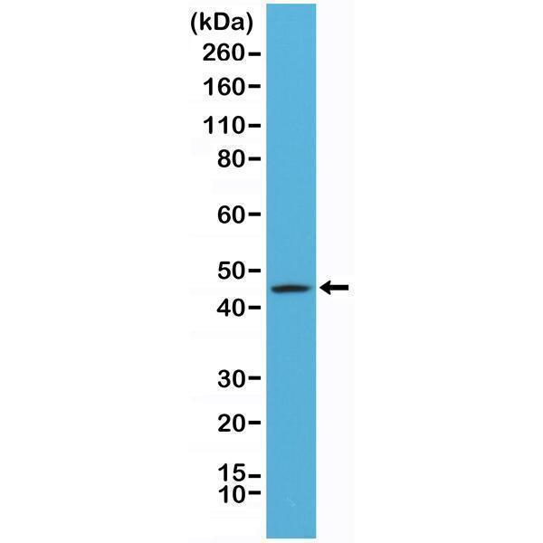 M02828 1 WB test result image 1