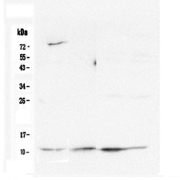 Western blot analysis of Cytochrome C using anti-Cytochrome C antibody (M03529-5). Electrophoresis was performed on a 12% SDS-PAGE gel at 70V (Stacking gel) / 90V (Resolving gel) for 2-3 hours. The sample well of each lane was loaded with 50ug of sample under reducing conditions. Lane 1: human Hela whole cell lysate, Lane 2: human HepG2 whole cell lysate Lane 3: human K562 whole cell lysate, Lane 4: human Caco-2 whole cell lysate. After Electrophoresis, proteins were transferred to a Nitrocellulose membrane at 150mA for 50-90 minutes. Blocked the membrane with 5% Non-fat Milk/ TBS for 1.5 hour at RT. The membrane was incubated with mouse anti-Cytochrome C antigen affinity purified monoclonal antibody (Catalog # M03529-5) at 0.5 μg/mL overnight at 4°C, then washed with TBS-0.1%Tween 3 times with 5 minutes each and probed with a goat anti-mouse IgG-HRP secondary antibody at a dilution of 1:10000 for 1.5 hour at RT. The signal is developed using an Enhanced Chemiluminescent detection (ECL) kit (Catalog # EK1001) with Tanon 5200 system.