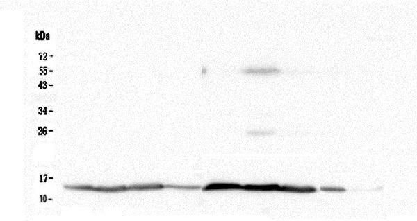 Western blot analysis of Cytochrome C using anti-Cytochrome C antibody (M03529-5). Electrophoresis was performed on a 12% SDS-PAGE gel at 70V (Stacking gel) / 90V (Resolving gel) for 2-3 hours. The sample well of each lane was loaded with 50ug of sample under reducing conditions. Lane 1: rat brain tissue lysate, Lane 2: rat heart tissue lysate, Lane 3: rat kidney tissue lysate, Lane 4: rat testis tissue lysate, Lane 5: mouse brain tissue lysate, Lane 6: mouse heart tissue lysate, Lane 7: mouse kidney tissue lysate, Lane 8: mouse testis tissue lysate, Lane 9: mouse Neuro-2a whole cell lysate. After Electrophoresis, proteins were transferred to a Nitrocellulose membrane at 150mA for 50-90 minutes. Blocked the membrane with 5% Non-fat Milk/ TBS for 1.5 hour at RT. The membrane was incubated with rabbit anti-Cytochrome C antigen affinity purified polyclonal antibody (Catalog # M03529-5) at 0.5 μg/mL overnight at 4°C, then washed with TBS-0.1%Tween 3 times with 5 minutes each and probed with a goat anti-rabbit IgG-HRP secondary antibody at a dilution of 1:10000 for 1.5 hour at RT. The signal is developed using an Enhanced Chemiluminescent detection (ECL) kit (Catalog # EK1002) with Tanon 5200 system.