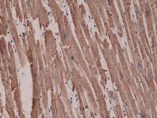  Western Blotting resultWestern Blot of mouse heart tissue lysate, usingAnti-alpha cardiac actin RM257 at a 1:1000 dilution