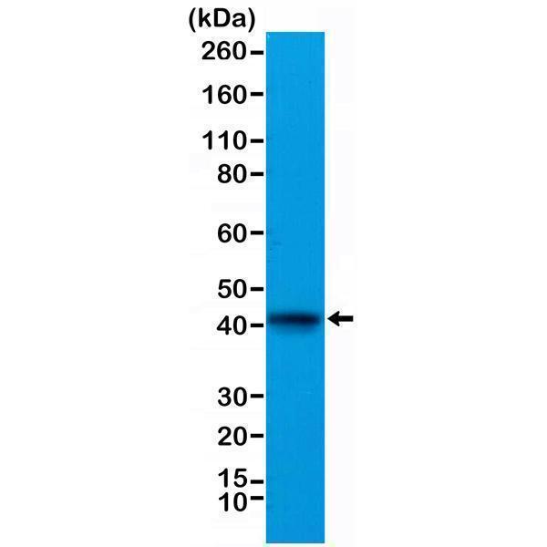  Western Blotting resultWestern Blot of mouse heart tissue lysate, usingAnti-alpha cardiac actin RM257 at a 1:1000 dilution