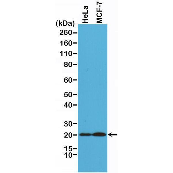  Western Blotting resultWestern Blot of HeLa and MCF-7 cells lysates using Anti-Smac/Diablo Rabbit Monoclonal Antibody (Clone RM271) at a 1:1000 dilution