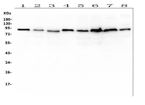 M03816 1 UBA2 primary antibodies WB testing 1