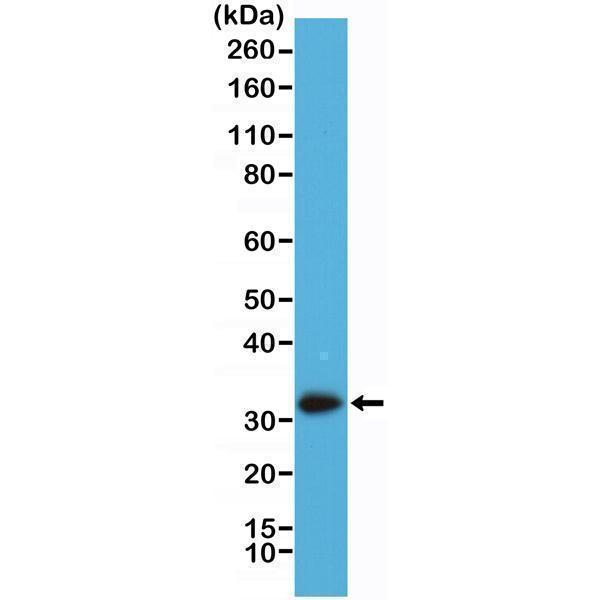 M04255 5 WB test result image 1