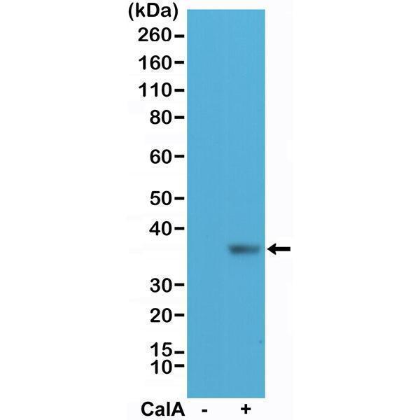 M04387 WB test result image 1