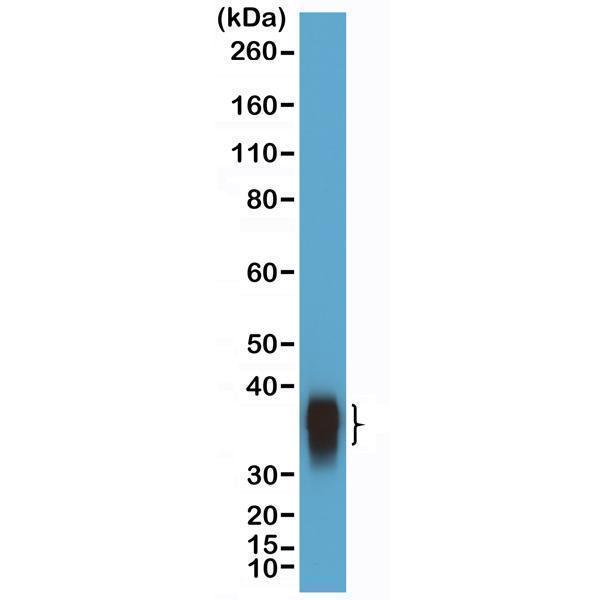  Western Blotting resultWestern Blot of Daudi cells lysate using anti-BOB-1/OBF-1 rabbit monoclonal antibody (Clone RM378) at a 1:10000 dilution
