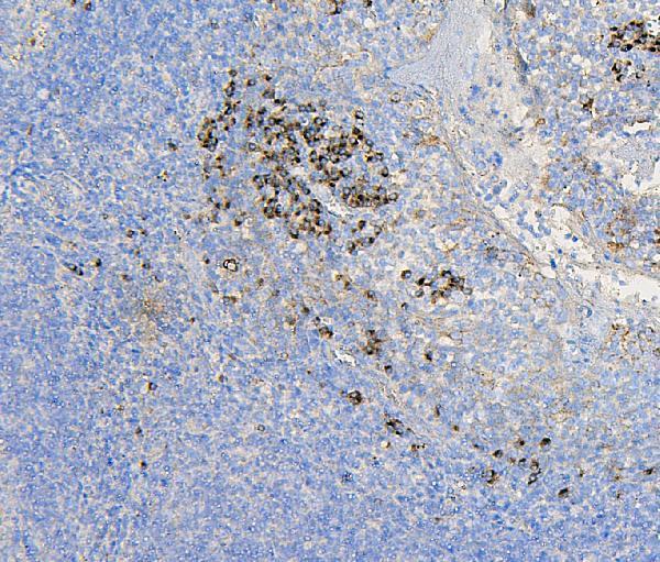M04544 COPE primary antibodies IHC testing 3
