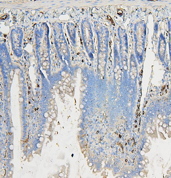 M04544 COPE primary antibodies IHC testing 7