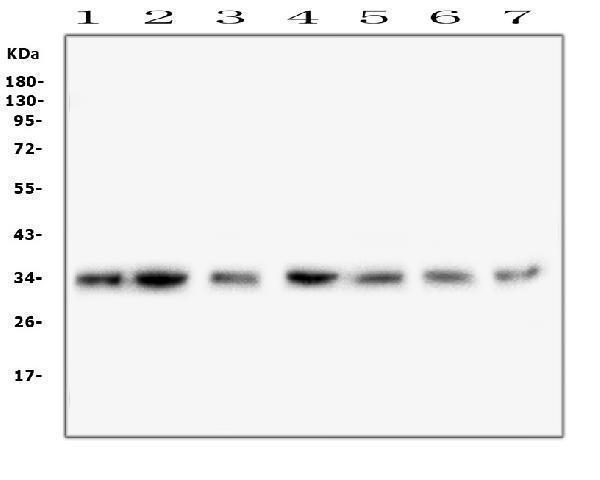  Western blot analysis of COPE using anti-COPE antibody (M04544)