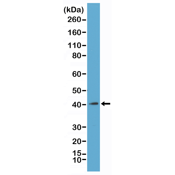 Figure 1. Western Blotting result Western Blot of acid extracts from K562 cells, using RM248 at 1 ug/mL