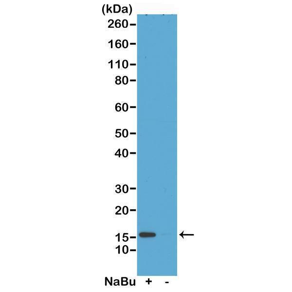 M04816 1 ICC test result image 2