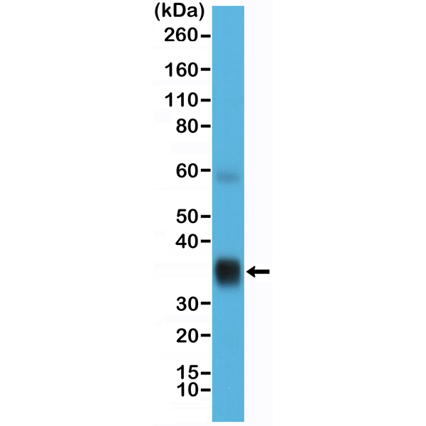 Figure 1. Western Blotting result Western Blot of human lung tissue lysate using anti-Surfactant protein A (SP-A) rabbit monoclonal antibody (Clone RM334) at a 1:10,000 dilution.