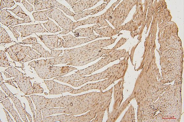  IHC analysis of PPCS using anti-PPCS antibody (M05567)