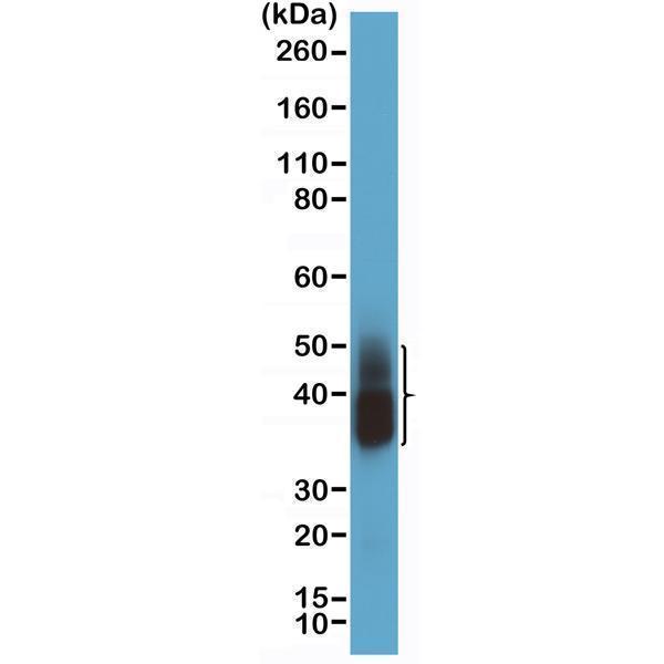 M05685 3 WB test result image 2