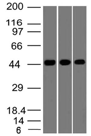 M05685 Western Blotting Analysis 1