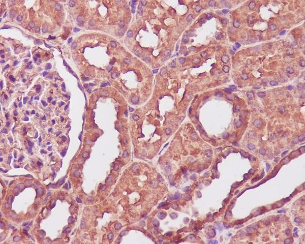 M06609 CALM1 primary antibodies IHC testing 1