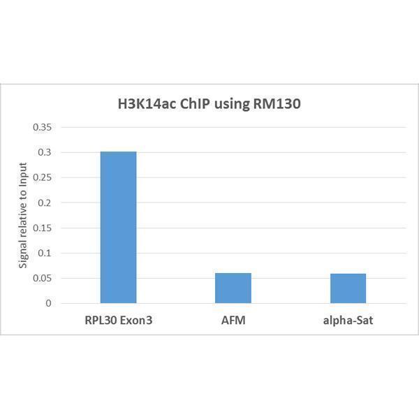 M06819 1 ChIP test result image 4