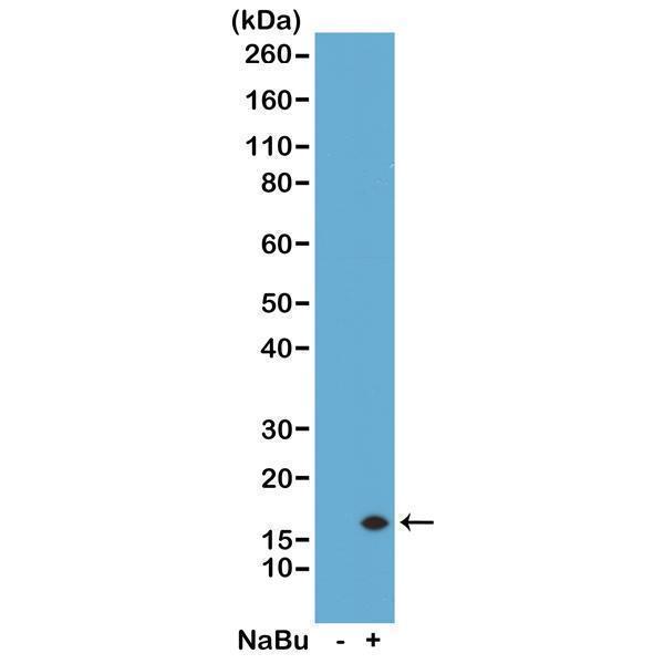 M06819 1 WB test result image 1