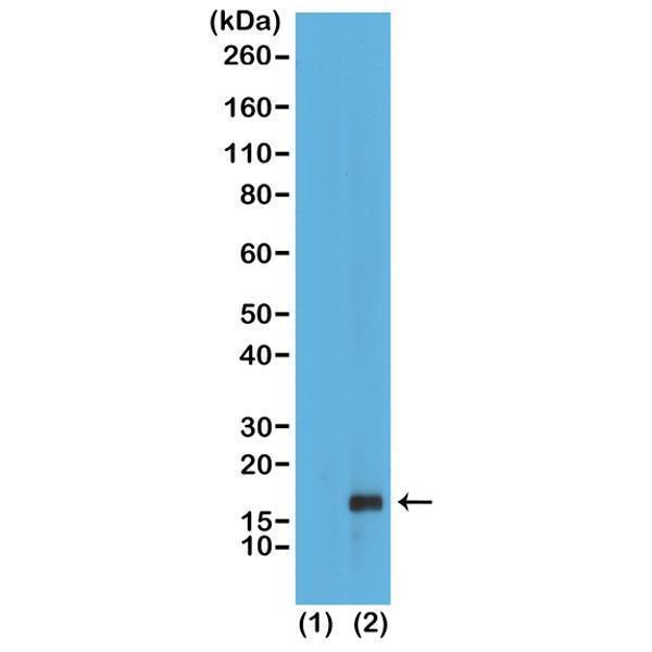 M06819 10 WB test result image 1