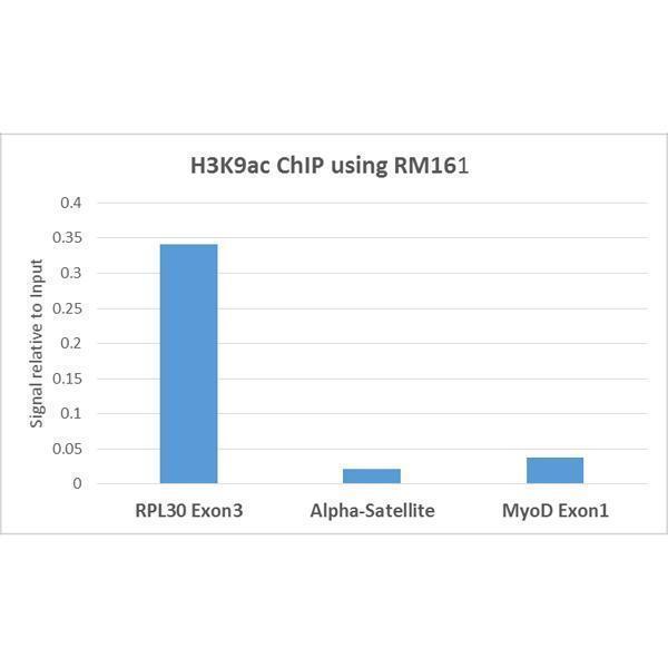 M06819 11 ChIP test result image 6