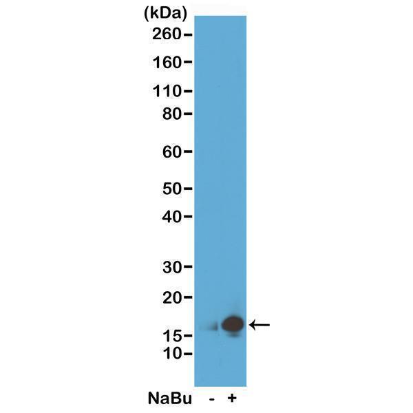 M06819 11 WB test result image 1