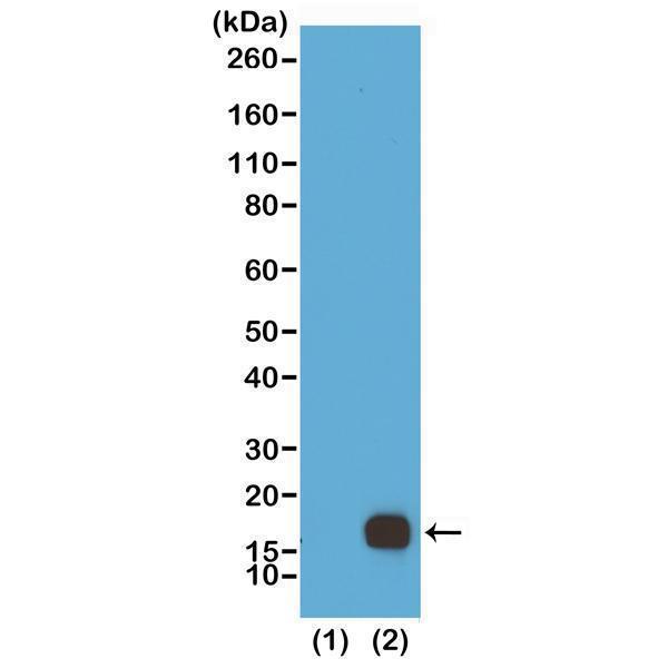 M06819 14 WB test result image 1