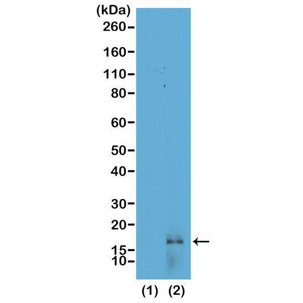 M06819 15 WB test result image 1
