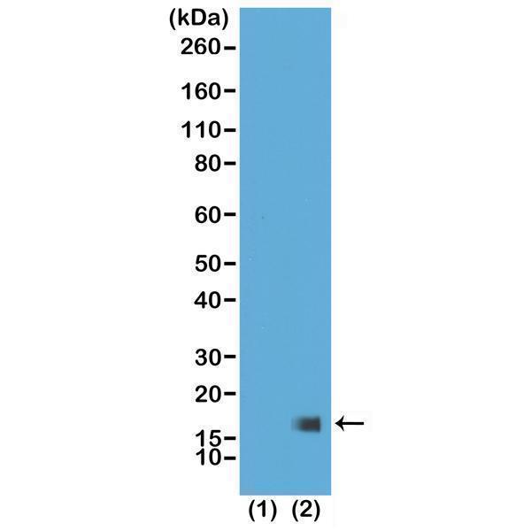 M06819 18 WB test result image 1