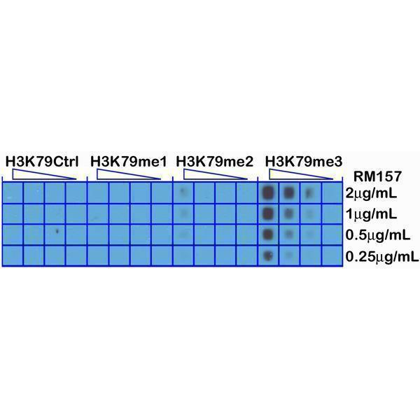 M06819 19 Dot Blot test result image 3