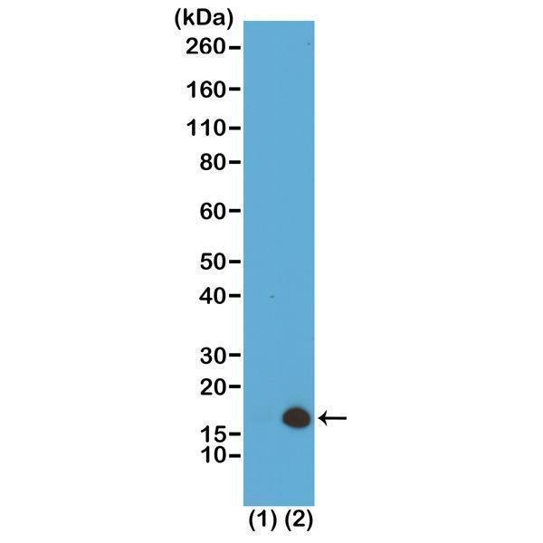 M06819 19 WB test result image 1