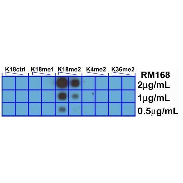 M06819 20 Dot Blot test result image 3