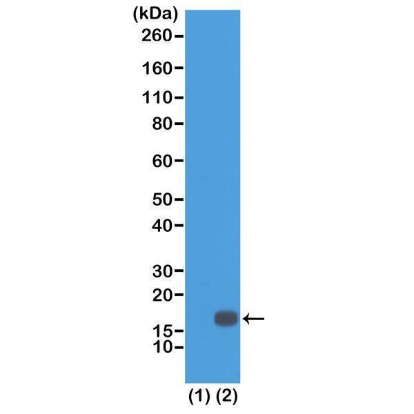 M06819 20 WB test result image 1