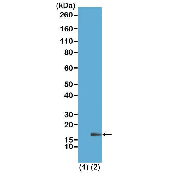 M06819 21 WB test result image 2