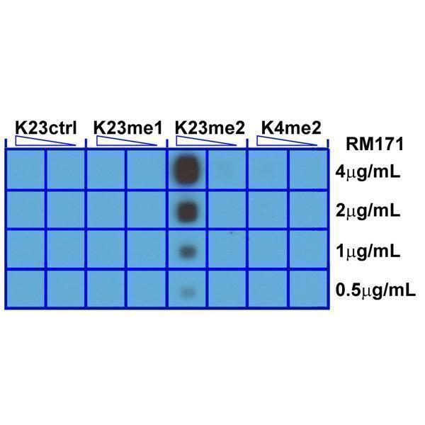 M06819 22 Dot Blot test result image 3