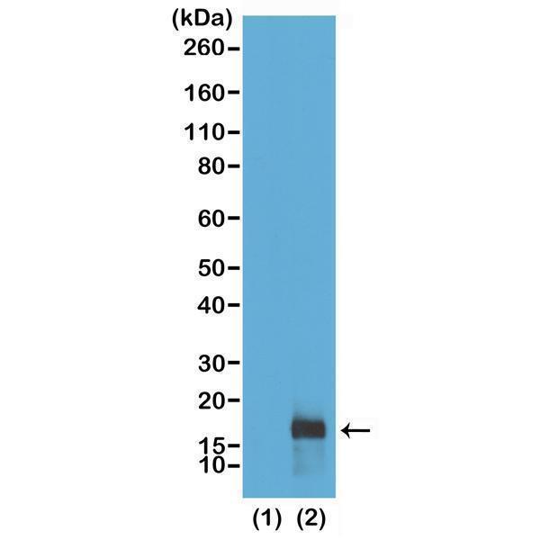 M06819 23 WB test result image 1