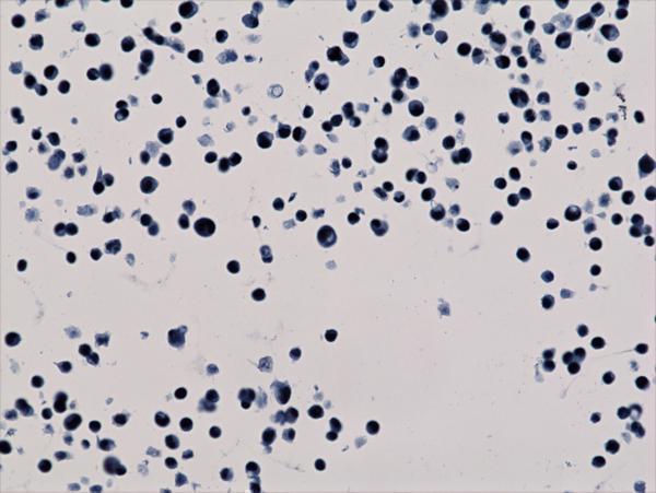 M06819 24 IHC test result image 3