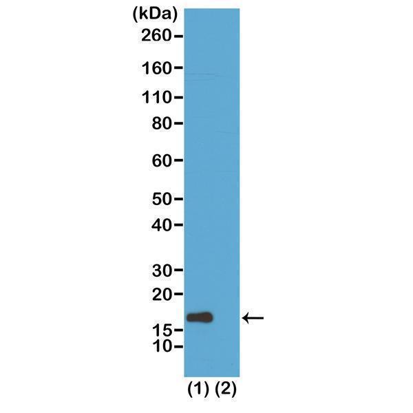 M06819 24 WB test result image 1