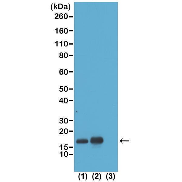 M06819 25 WB test result image 1
