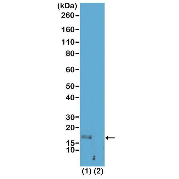 M06819 26 WB test result image 1