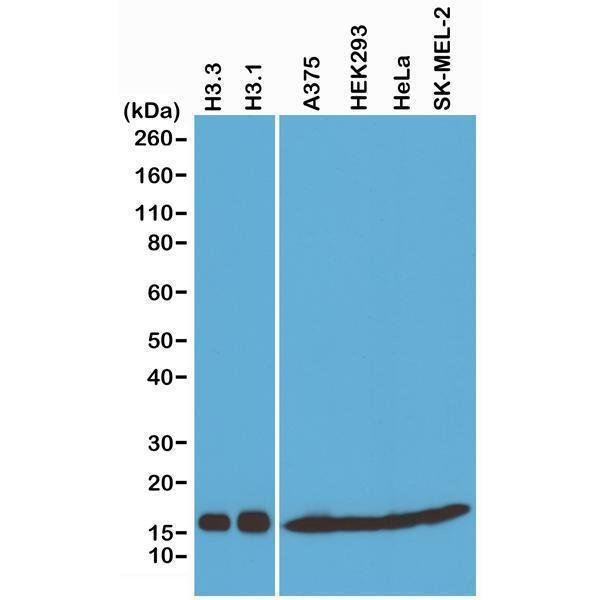 M06819 28 WB test result image 1