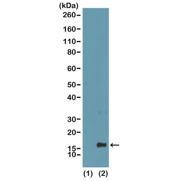 M06819 3 WB test result image 1
