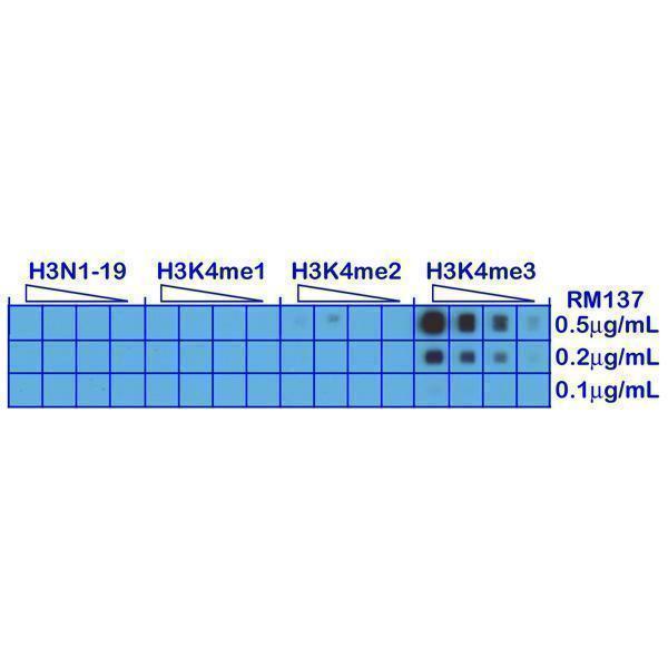 M06819 5 Dot Blot test result image 3