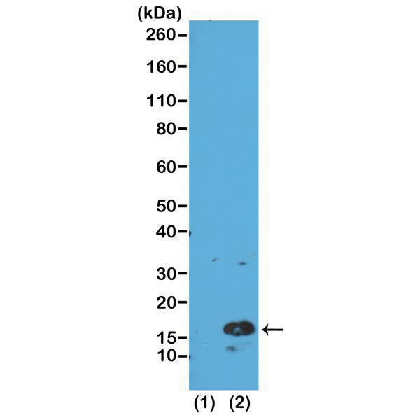M06819 5 WB test result image 1