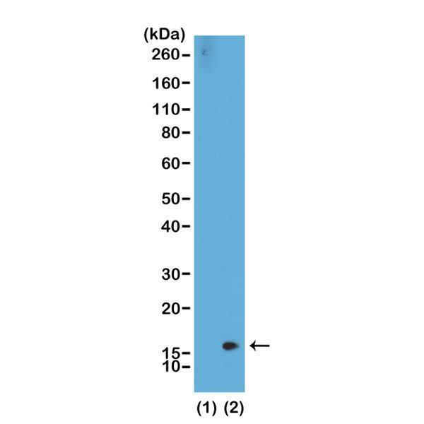 M06819 6 WB test result image 1