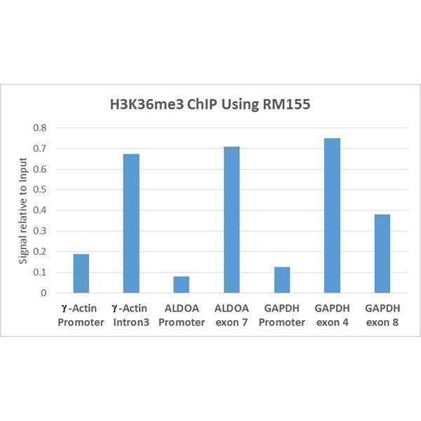 M06819 7 ChIP test result image 3