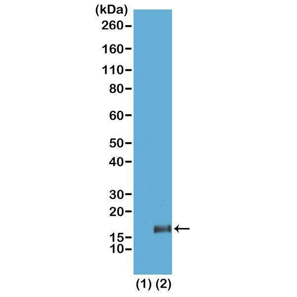 M06819 7 WB test result image 1