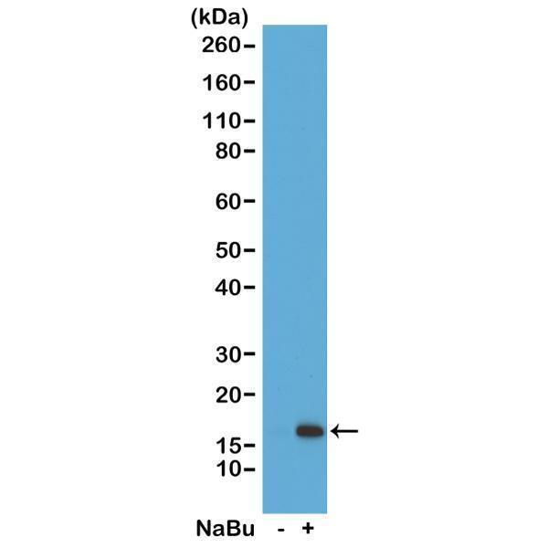 M06819 8 WB test result image 1