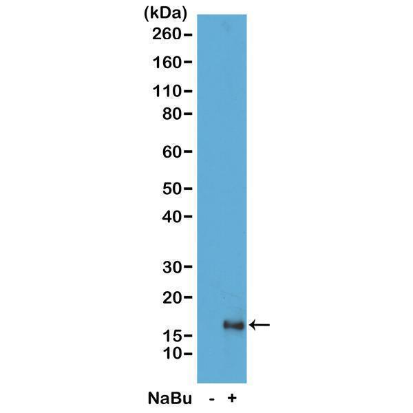 M06819 9 WB test result image 1